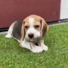 Puppies for sale Hungary, KecskemГ©t Beagle