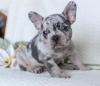 Puppies for sale Ukraine, Dnipropetrovsk French Bulldog