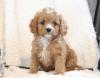 Puppies for sale Cyprus, Paphos Other breed