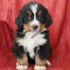 Puppies for sale Portugal, Faro Bernese Mountain Dog