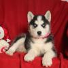 Puppies for sale Canada, Ontario , siberian husky