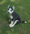 Puppies for sale United Kingdom, Aberdeen Haski