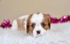 Puppies for sale Greece, Heraklion King Charles Spaniel