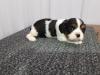 Puppies for sale Ukraine, Kherson King Charles Spaniel