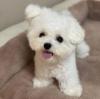 Puppies for sale Ukraine, Chernihiv Maltese