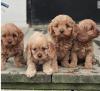 Puppies for sale Estonia, Tallinn Other breed, Cavapoo Puppies