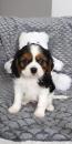 Puppies for sale Finland, Rovaniemi King Charles Spaniel