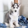 Puppies for sale Canada, Manitoba , siberian husky