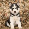 Puppies for sale Canada, Alberta , siberian husky