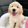 Puppies for sale Tajikistan, Khujand Golden Retriever