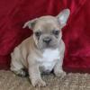 Puppies for sale United Kingdom, Aberdeen French Bulldog