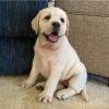 Puppies for sale Germany, Munich Labrador Retriever