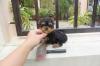 Puppies for sale Slovakia, Bratislava Yorkshire Terrier