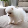 Puppies for sale Sweden, Helsingborg Pomeranian Spitz