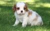 Puppies for sale Sweden, Kalmar King Charles Spaniel