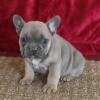 Puppies for sale United Kingdom, Harlow French Bulldog