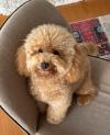 Puppies for sale Germany, Munich Toy-poodle