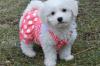 Puppies for sale Czech Republic, Prague Bichon