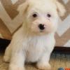 Puppies for sale Portugal, Almeida Maltese