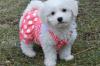 Puppies for sale Estonia, Sillamyae Bichon