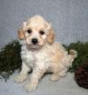 Puppies for sale Estonia, Sillamyae Other breed