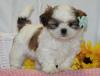 Puppies for sale Estonia, Narva Shih Tzu