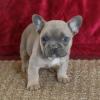 Puppies for sale United Kingdom, Birmingham French Bulldog