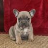 Puppies for sale United Kingdom, Belfast French Bulldog