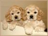 Puppies for sale Belgium, Gant Cocker Spaniel
