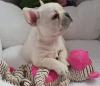 Puppies for sale Ukraine, Ivano-Frankivsk French Bulldog