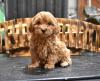 Puppies for sale Netherlands, Oldebroek Other breed