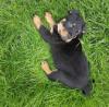 Puppies for sale Slovakia, Pardubice Rottweiler