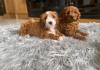 Puppies for sale Azerbaijan, Ganja , Cavapoo