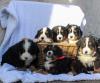 Puppies for sale Canada, Quebec, Montreal Bernese Mountain Dog