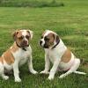 Puppies for sale Germany, Solingen American Bulldog