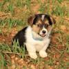 Puppies for sale Portugal, Almada , welsh, corgi