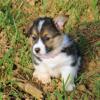 Puppies for sale Portugal, Aveiro , welsh, corgi