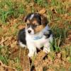 Puppies for sale Portugal, Faro , welsh, corgi