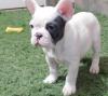 Puppies for sale Canada, Alberta, Calgary French Bulldog