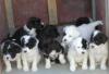 Puppies for sale Ireland, Dublin Mixed breed, Portuguese Water Dog