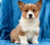 Puppies for sale Netherlands, Amsterdam , WELSH CORGI PEMBROKE