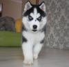 Puppies for sale Germany, Gera Haski