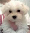 Puppies for sale Germany, Giessen Maltese