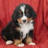 Puppies for sale Portugal, Lisbon Bernese Mountain Dog