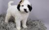 Puppies for sale Ireland, Cork Other breed, Portuguese Water Dog