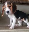 Puppies for sale Netherlands, Utrecht Beagle