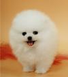 Продам щенка Ireland, Cork Pomeranian Spitz