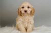 Puppies for sale Ireland, Dublin Other breed, Cockapoo Puppies