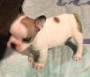Puppies for sale Portugal, Aveiro French Bulldog