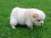 Puppies for sale Belarus, Minsk , Chow Chow Puppies